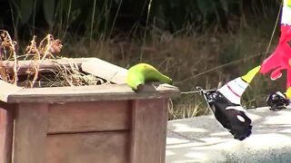 Hot girl hard fucked by two jocks
